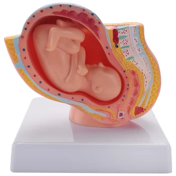Бременността на човека, развитието на плода, 9-ти месец, Эмбриональная модел на органите в малкия таз, Анатомия на бременността плода, модел на плацентата