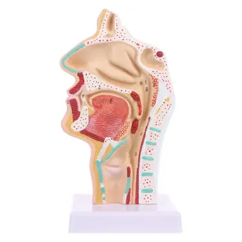 Анатомическая носа кухина на човека, анатомия на гърлото, медицински модел на ръководство
